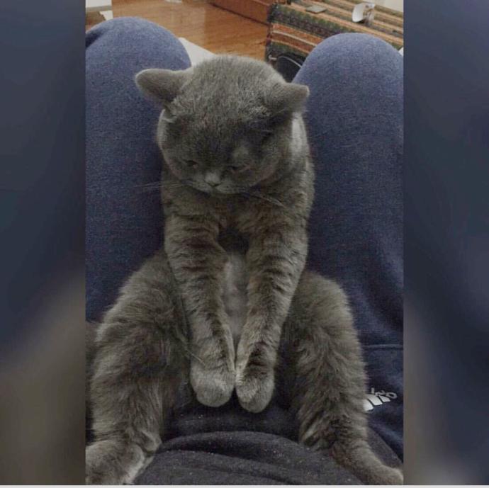Cool Duruşları ile Gülmenize Neden Olacak Kediler