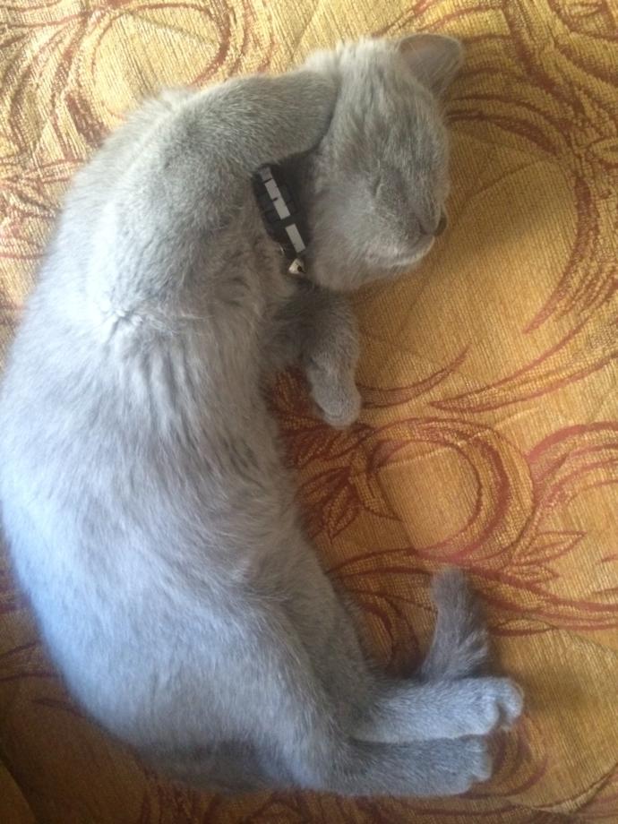 Cool Duruşları ile Gülmenize Neden Olacak Kediler