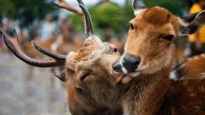 İnsanların Bir Türlü Değerini Anlayamadığı Aşkı Bir de Hayvanlardan Dinleyin!