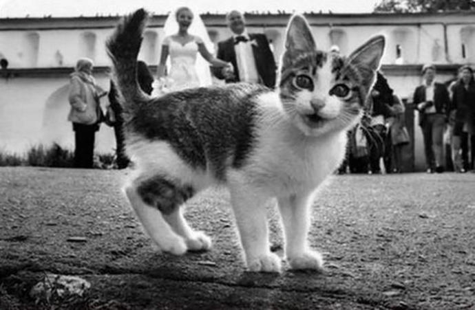 Tekrarı Olmayan Düğün Fotoğraflarının İstenmeyen Misafirleri!
