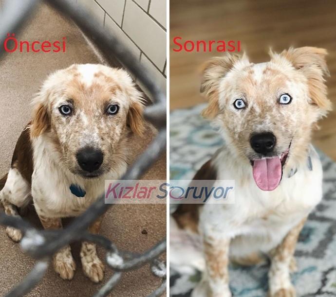 Barınaktan Sahiplendiği Köpeği Tekrardan Hayata Bağlamayı Başardı!