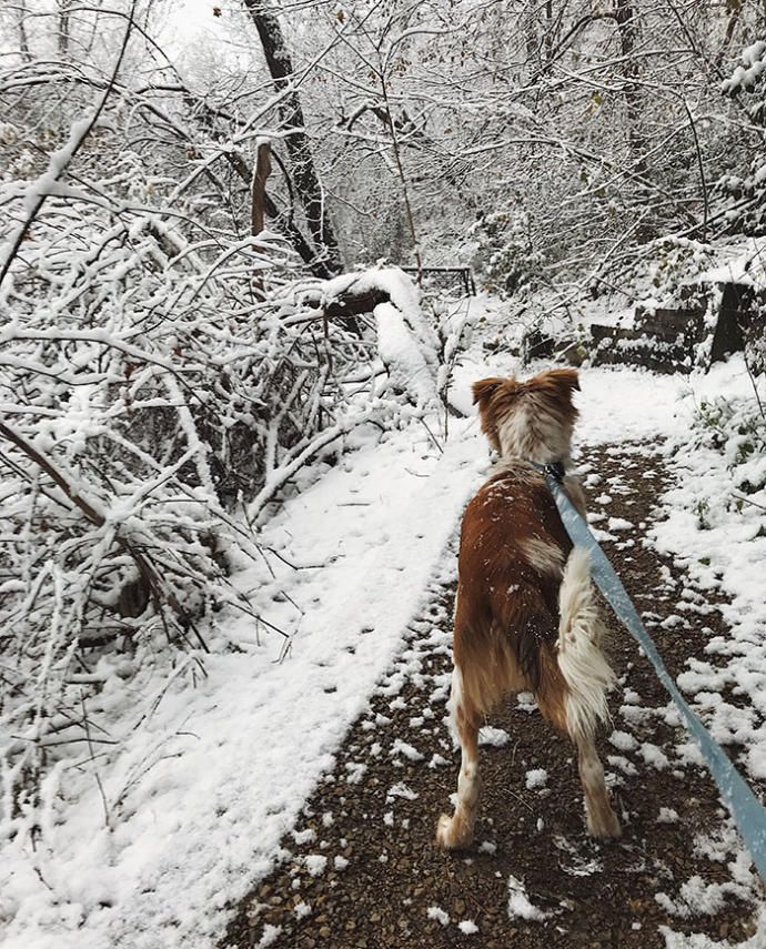Barınaktan Sahiplendiği Köpeği Tekrardan Hayata Bağlamayı Başardı!