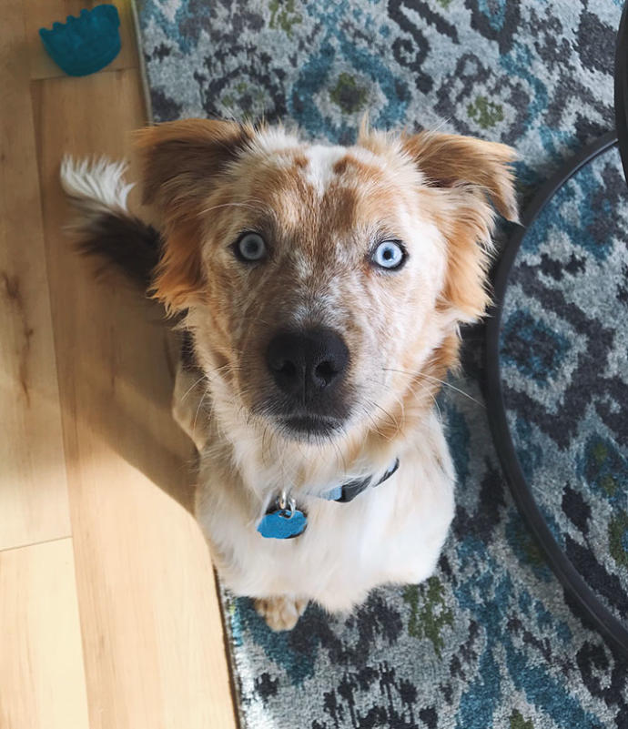 Barınaktan Sahiplendiği Köpeği Tekrardan Hayata Bağlamayı Başardı!