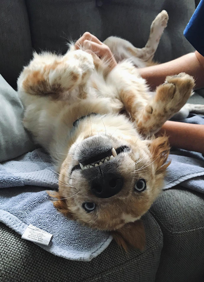 Barınaktan Sahiplendiği Köpeği Tekrardan Hayata Bağlamayı Başardı!
