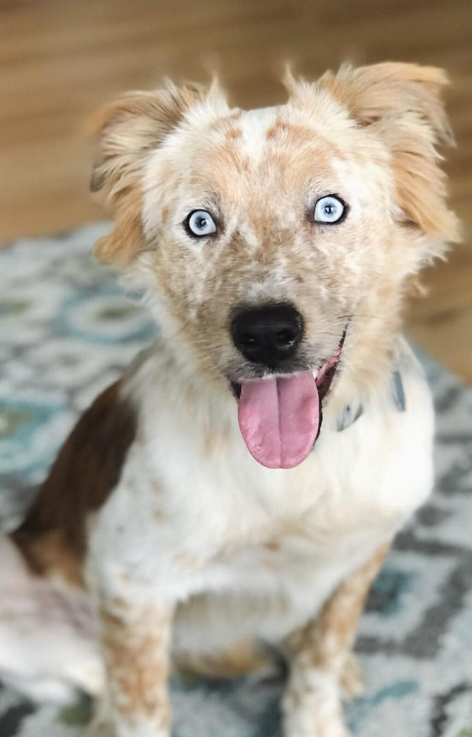 Barınaktan Sahiplendiği Köpeği Tekrardan Hayata Bağlamayı Başardı!