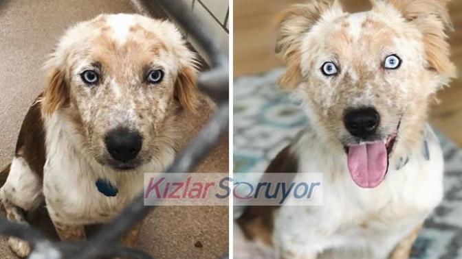 Barınaktan Sahiplendiği Köpeği Tekrardan Hayata Bağlamayı Başardı!