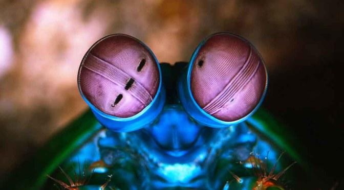 Dünyanın En Güçlü Yumruğuna Sahip Olan Mantis Karidesi!