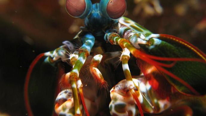 Dünyanın En Güçlü Yumruğuna Sahip Olan Mantis Karidesi!
