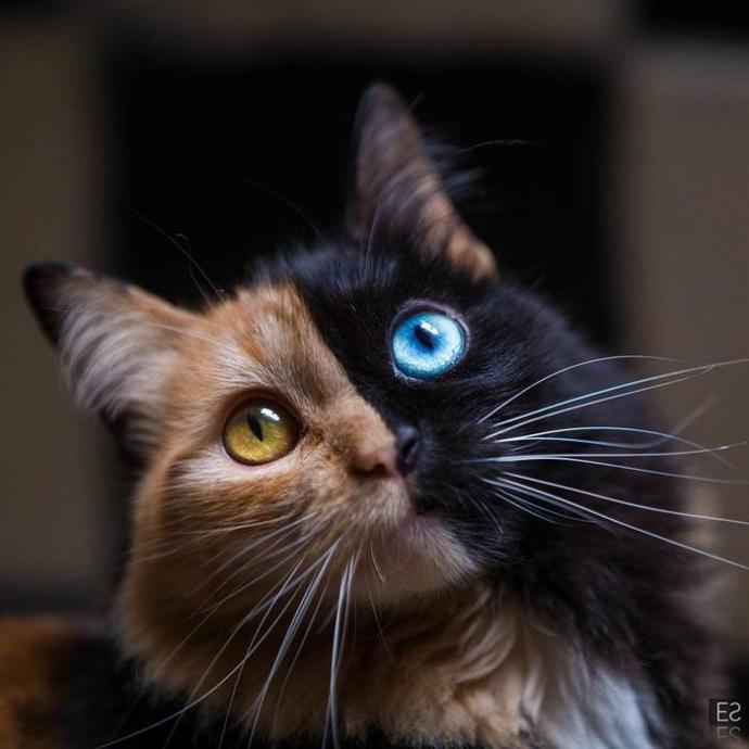 Sıra Dışı Görünümüyle Herkesi Kendine Hayran Bırakan Kedi Quimera İle Tanışın!