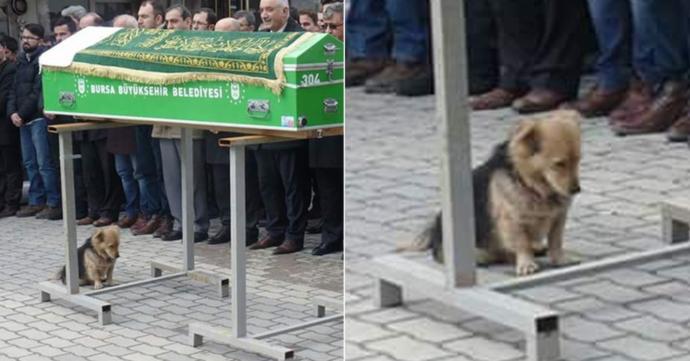 Onlar Daha Çok Vefalı, İşte Duygulandıran 5 Hayvan Merhameti!