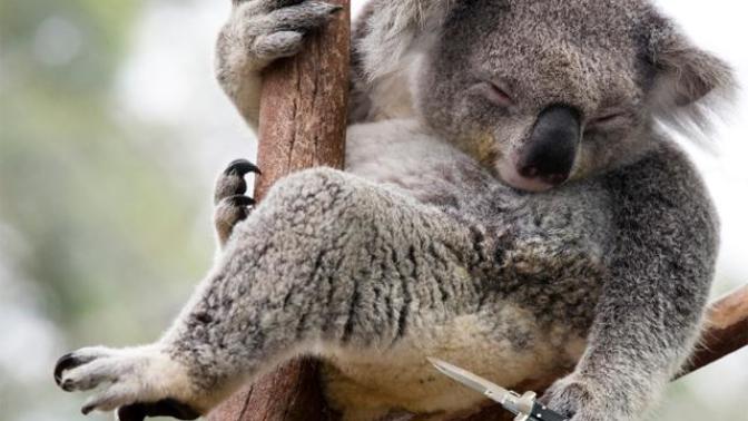 Koala Gibi Uykuyu Seven İnsanları Anlatan En Tatlı Grafikler