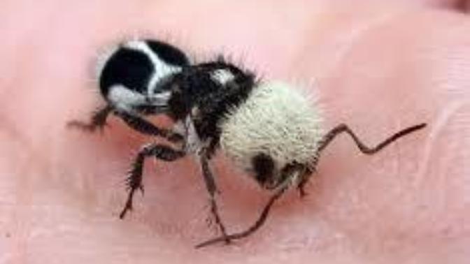 Herkesin Bilmediği Karınca Türü: Panda Karınca!