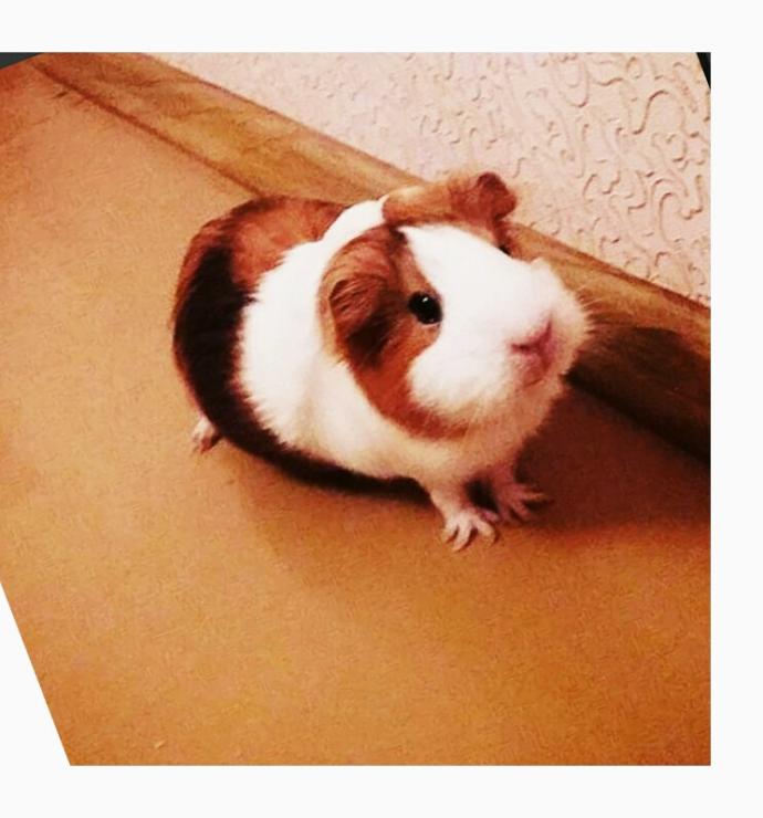 Hamster Besleyenler Nelere Dikkat Etmeli?