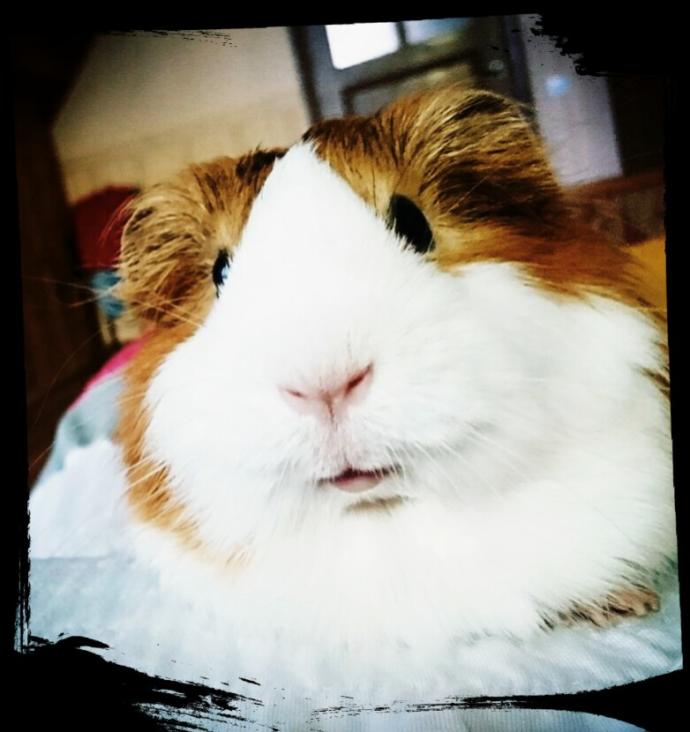 Hamster Besleyenler Nelere Dikkat Etmeli?