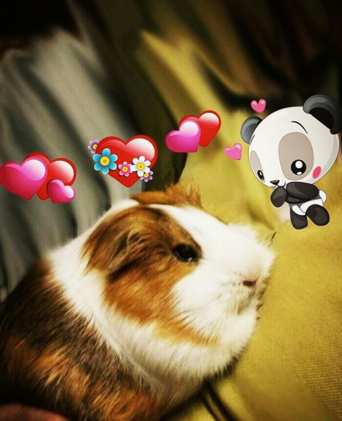Hamster Besleyenler Nelere Dikkat Etmeli?