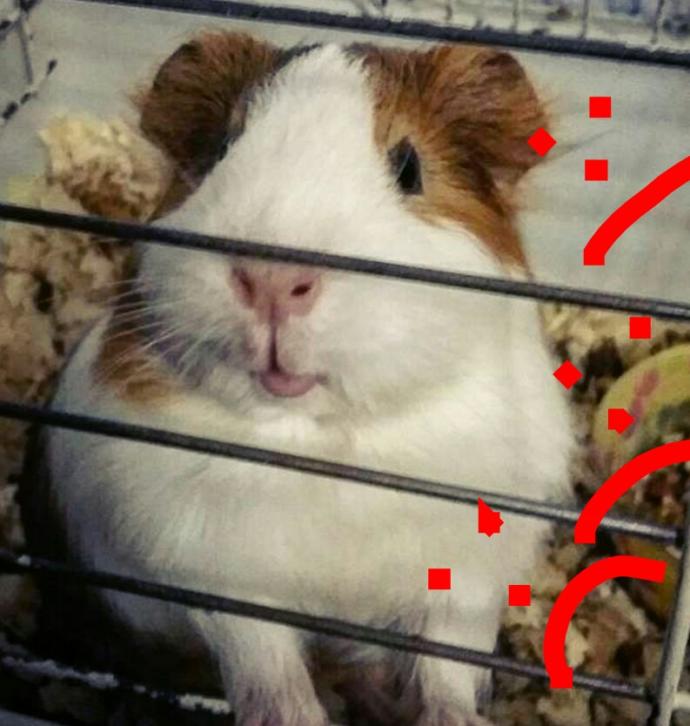 Hamster Besleyenler Nelere Dikkat Etmeli?