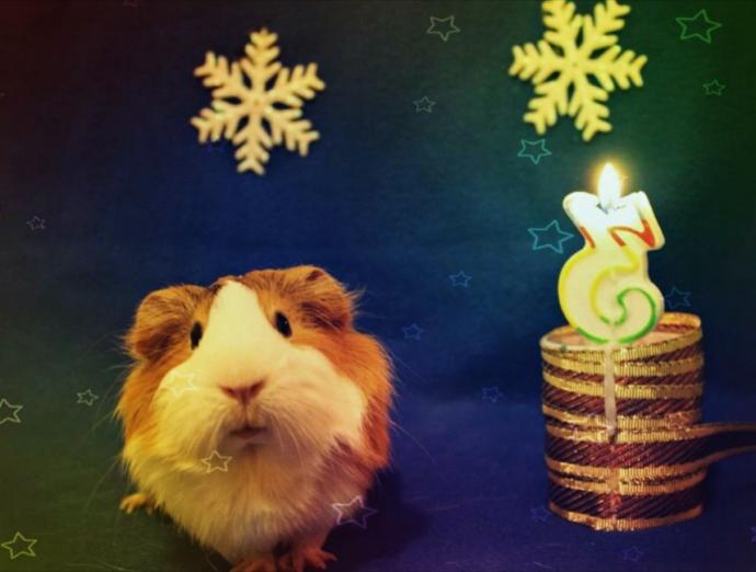 Hamster Besleyenler Nelere Dikkat Etmeli?