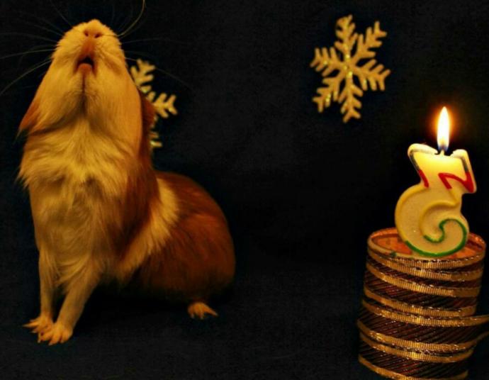 Hamster Besleyenler Nelere Dikkat Etmeli?