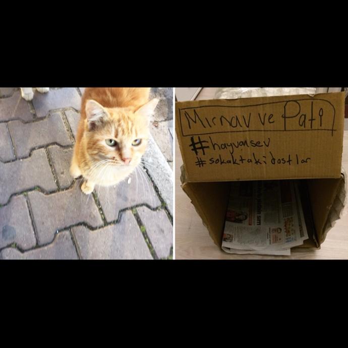 Karlı, Soğuk Günler Tamamen Gelip Bastırmadan Önce Neler Yapmalıyız?