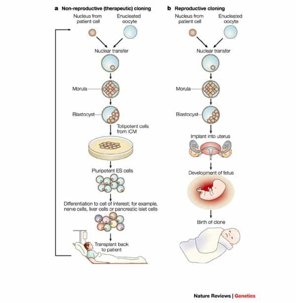 Henrietta Lacks’ın Ölümsüz Hayatı