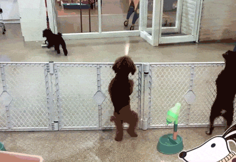 İki Ezeli Rakip: Kedi Sahipleri ve Köpek Sahipleri Arasındaki Farklılıklar Nelerdir?