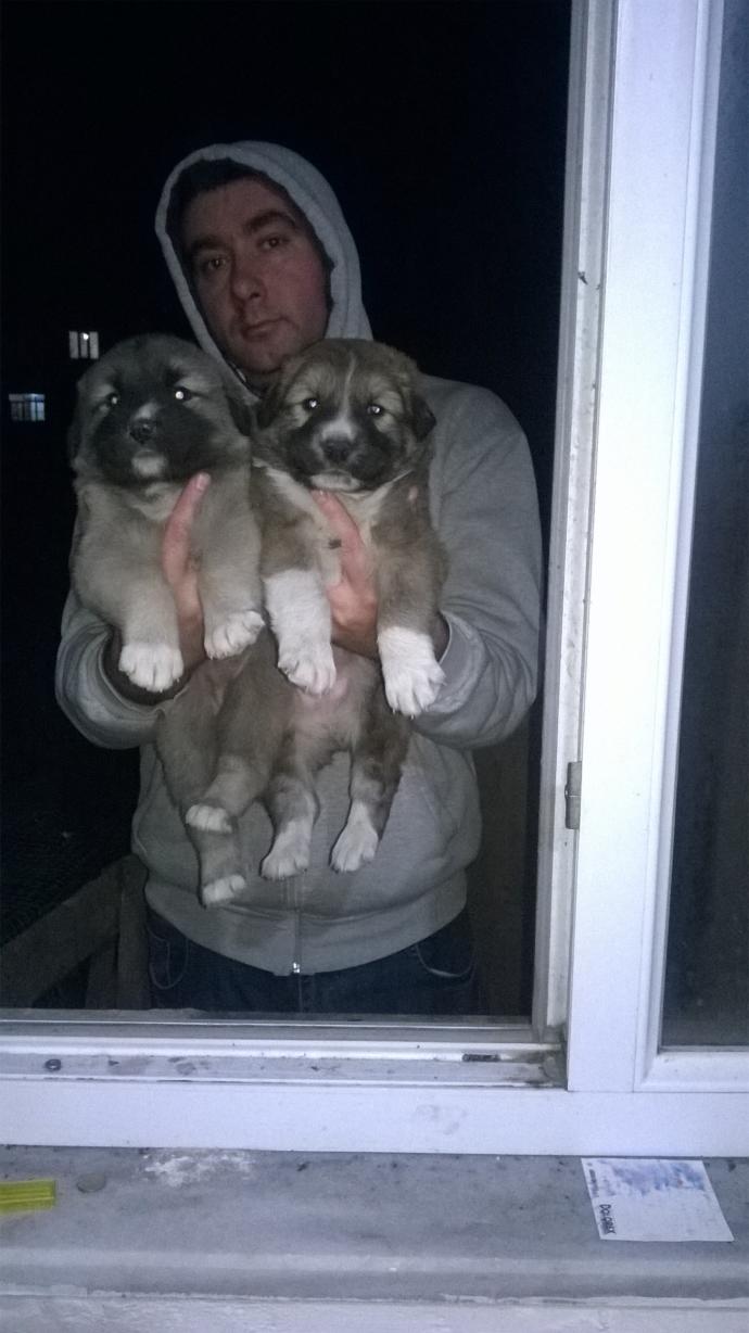 İki Ezeli Rakip: Kedi Sahipleri ve Köpek Sahipleri Arasındaki Farklılıklar Nelerdir?