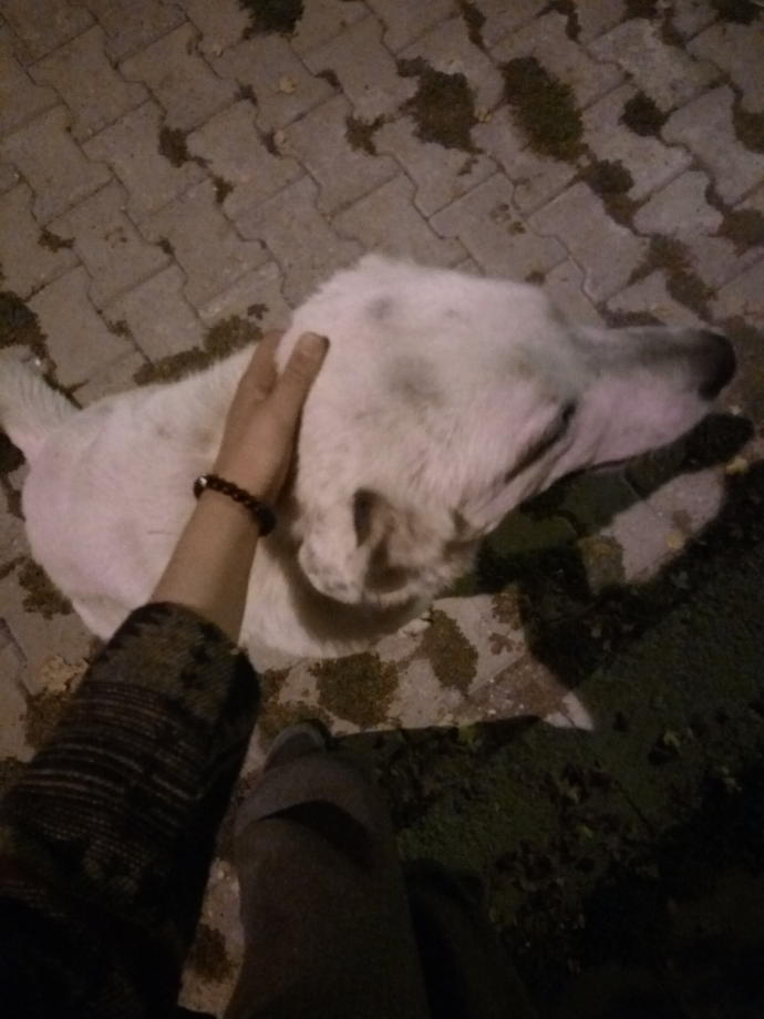 İki Ezeli Rakip: Kedi Sahipleri ve Köpek Sahipleri Arasındaki Farklılıklar Nelerdir?