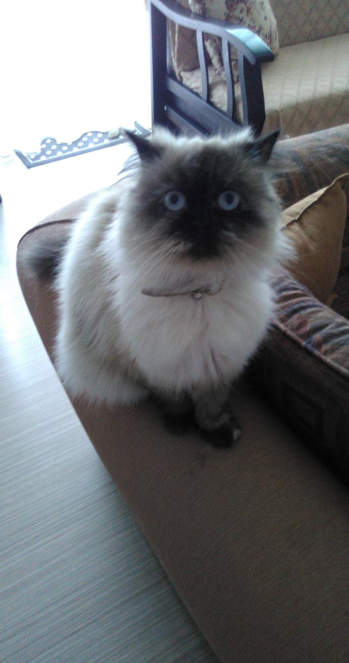 İki Ezeli Rakip: Kedi Sahipleri ve Köpek Sahipleri Arasındaki Farklılıklar Nelerdir?