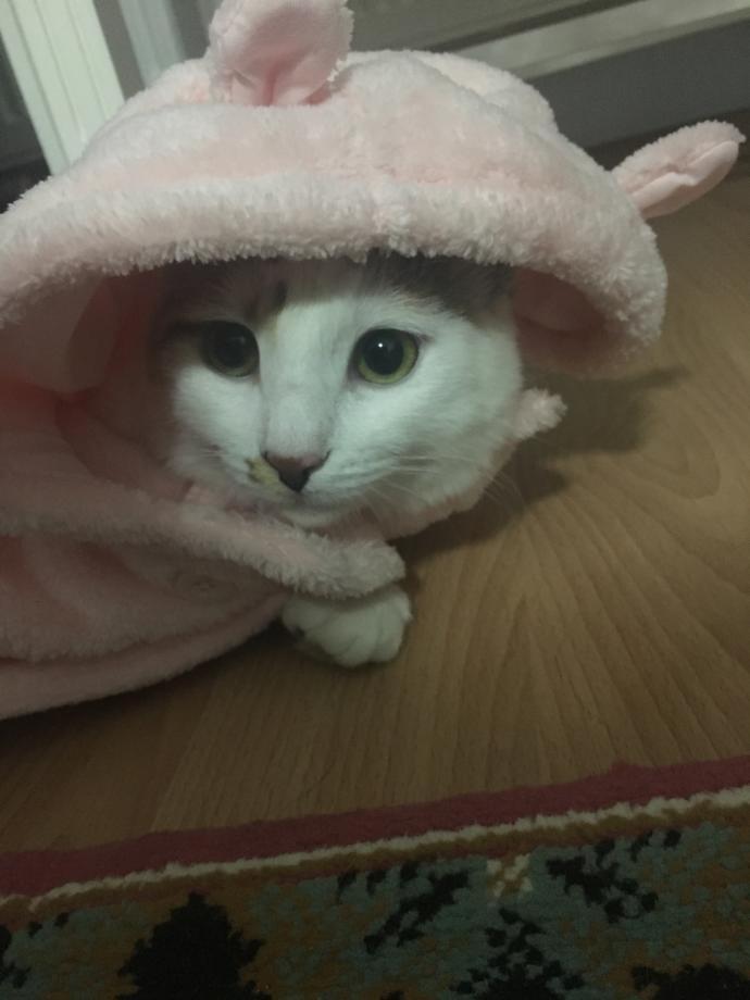 İki Ezeli Rakip: Kedi Sahipleri ve Köpek Sahipleri Arasındaki Farklılıklar Nelerdir?