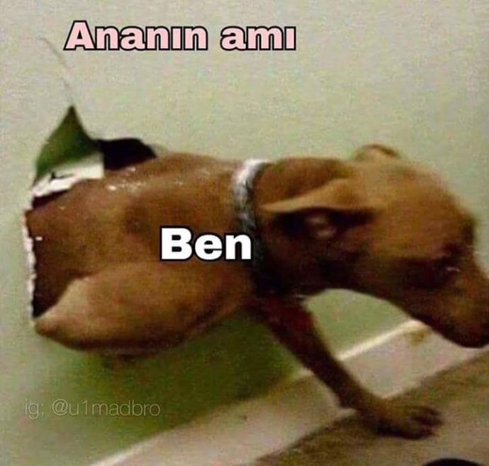 İki Ezeli Rakip: Kedi Sahipleri ve Köpek Sahipleri Arasındaki Farklılıklar Nelerdir?