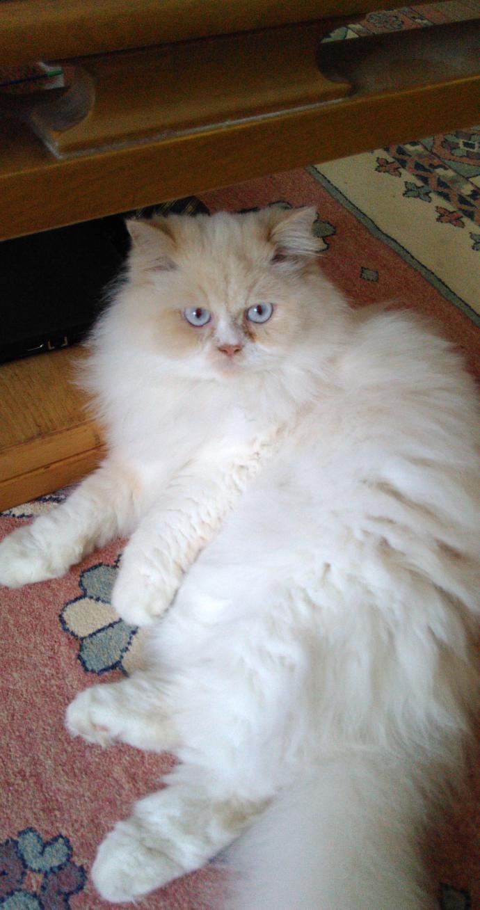 İki Ezeli Rakip: Kedi Sahipleri ve Köpek Sahipleri Arasındaki Farklılıklar Nelerdir?