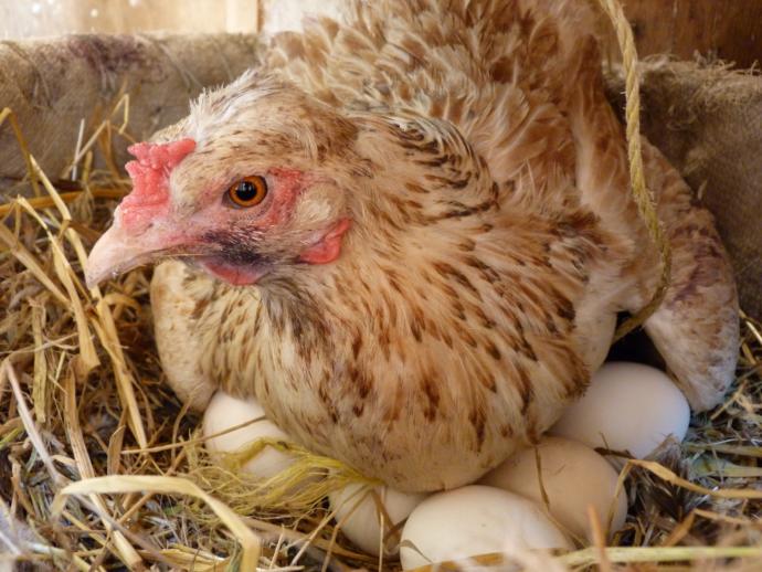 Hayallerinizi Gerçekleştirmek İçin Altın Kurallar Nelerdir?