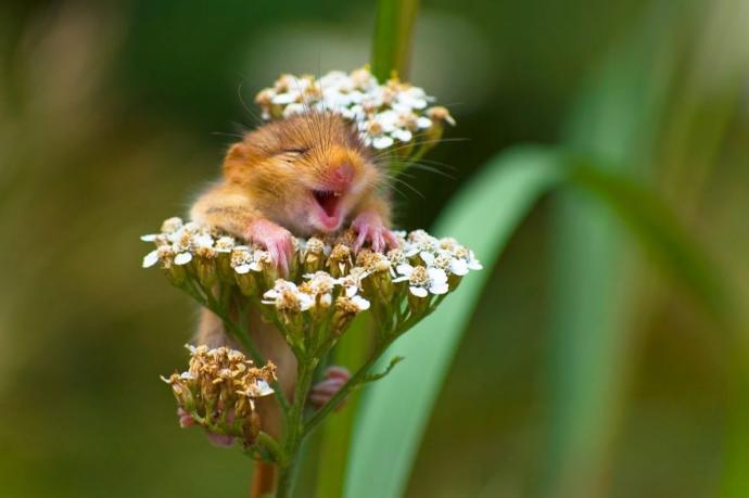 Birbirinden Eğlenceli, Ödüllü Vahşi Yaşam Fotoğrafları!