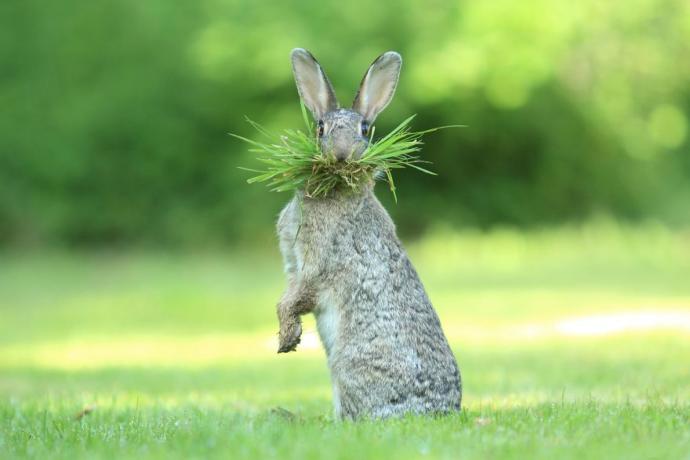 Birbirinden Eğlenceli, Ödüllü Vahşi Yaşam Fotoğrafları!