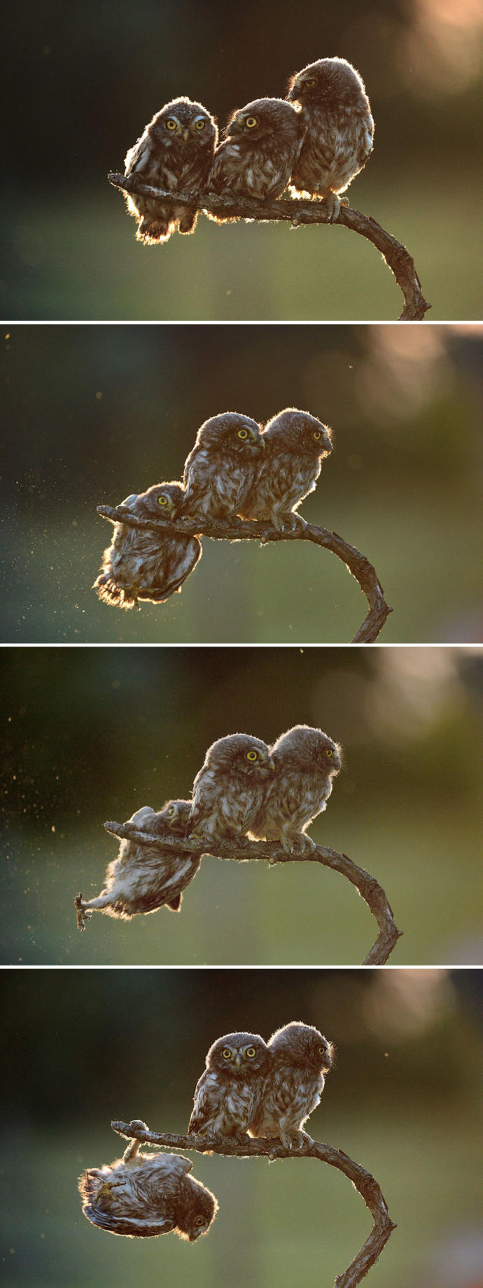 Birbirinden Eğlenceli, Ödüllü Vahşi Yaşam Fotoğrafları!