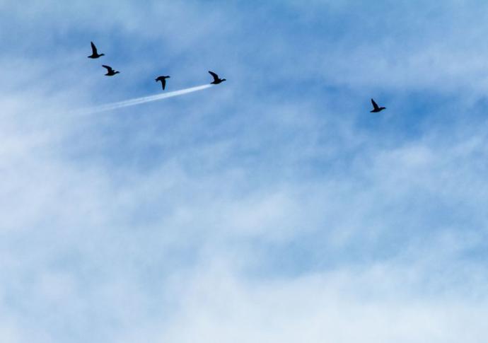 Birbirinden Eğlenceli, Ödüllü Vahşi Yaşam Fotoğrafları!