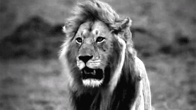 Aslan Burcu Nasıl Bir Partnerden Etkilenir?