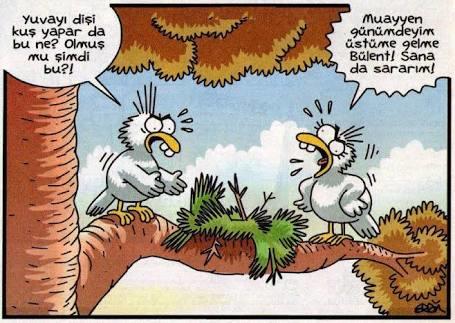 Yuvayı Dişi Kuş Yaparsa Beyaz Eşyaları Erkek mi Almalı?