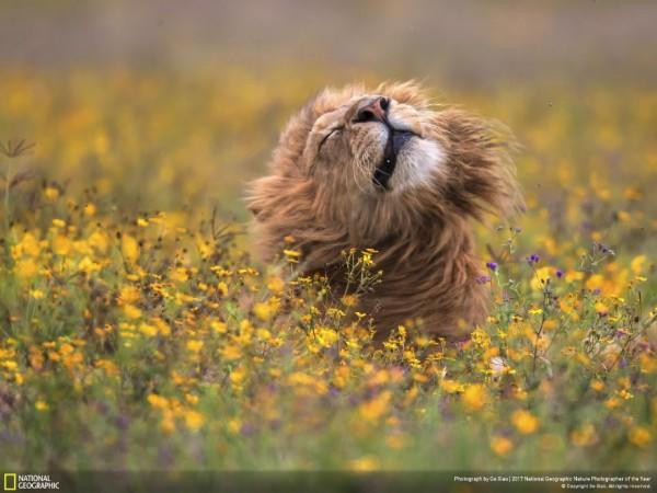 2017 National Geographic Yılın Doğa Fotoğrafçısı Yarışmasından Mükemmel Kareler