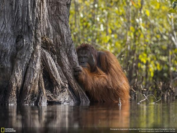 2017 National Geographic Yılın Doğa Fotoğrafçısı Yarışmasından Mükemmel Kareler