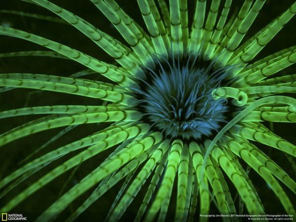 2017 National Geographic Yılın Doğa Fotoğrafçısı Yarışmasından Mükemmel Kareler
