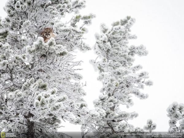 2017 National Geographic Yılın Doğa Fotoğrafçısı Yarışmasından Mükemmel Kareler