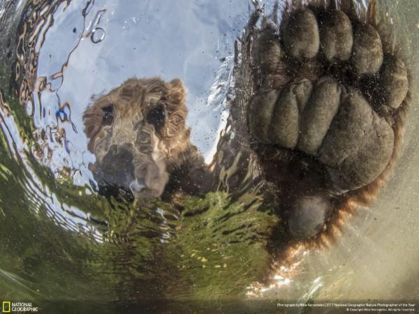 2017 National Geographic Yılın Doğa Fotoğrafçısı Yarışmasından Mükemmel Kareler