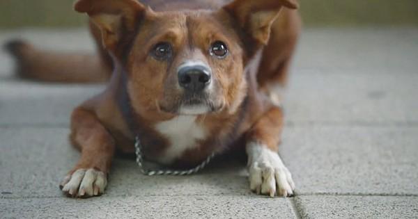 Köpeklerin Ne Hissettiğini Beden Dillerinden Nasıl Anlarız?
