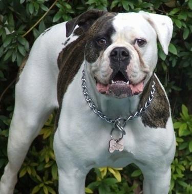 Köpeklerin Ne Hissettiğini Beden Dillerinden Nasıl Anlarız?