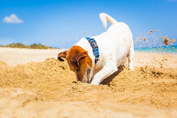 Köpeklerin Ne Hissettiğini Beden Dillerinden Nasıl Anlarız?
