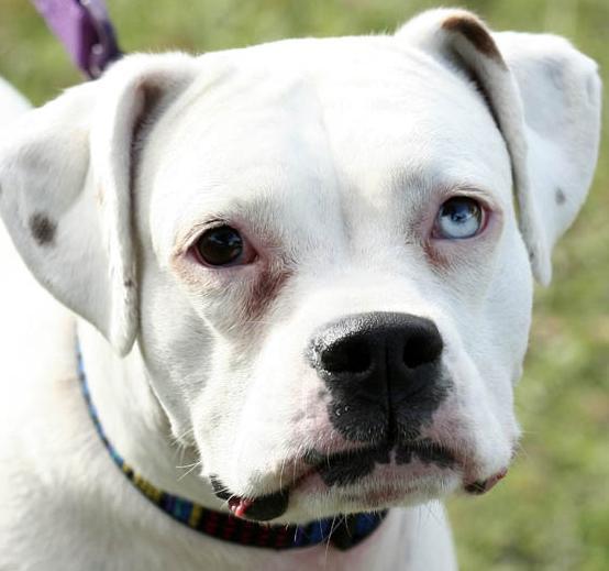 Köpeklerin Ne Hissettiğini Beden Dillerinden Nasıl Anlarız?
