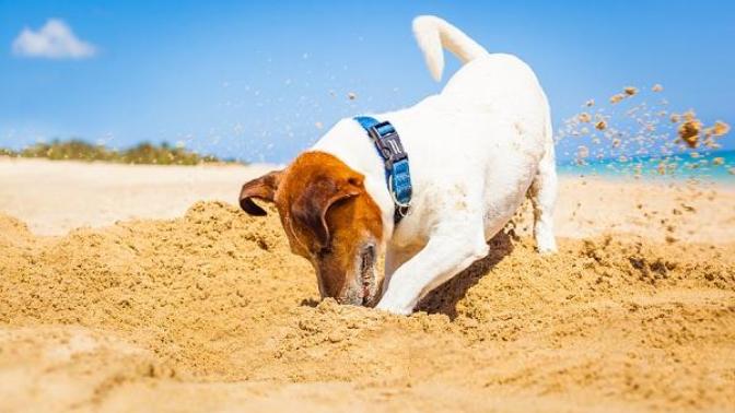 Köpeklerin Ne Hissettiğini Beden Dillerinden Nasıl Anlarız?