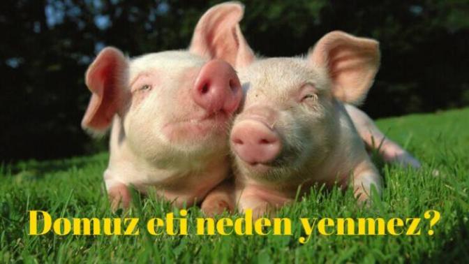 Ülkemizde Domuz Eti Neden Yenmez? Neden Domuz Etini Duyunca İğreniriz?