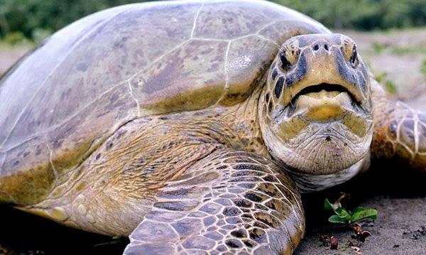 Caretta Carettaların Gizem Dolu Hayatları!